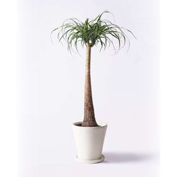 beaucarnea-recurvata-14 観葉植物 トックリラン 8号 サブリナ 白 付き 1鉢 HitoHana(ひとはな) 【通販モノタロウ】