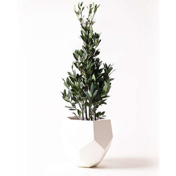 laurel-24 観葉植物 月桂樹 8号 ポリゴヘクサ 白 付き 1鉢 HitoHana