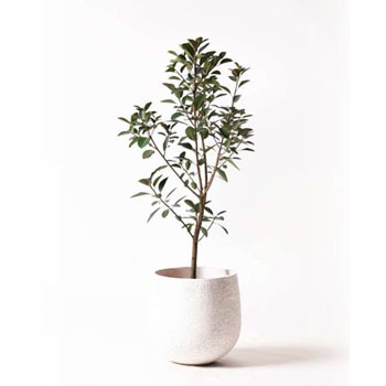 Ficus Rubiginosa 3 観葉植物 フランスゴムの木 8号 ノーマル エコストーンwhite 付き 1鉢 Hitohana ひとはな 通販サイトmonotaro