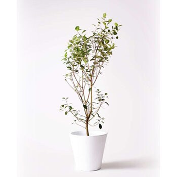 ficus-rubiginosa-39 観葉植物 フランスゴムの木 10号 ノーマル 