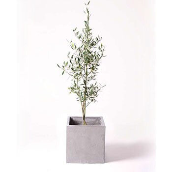 Olive 103 観葉植物 オリーブの木 8号 コロネイキ コンカー キューブ 灰 付き 1鉢 Hitohana ひとはな 通販サイトmonotaro
