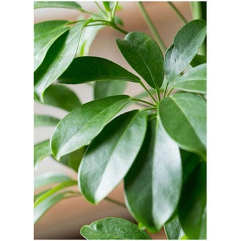 kapok-35 観葉植物 カポック(シェフレラ) 8号 ノーマル kapok-35 観葉植物 カポック(シェフレラ) 8号 ノーマル