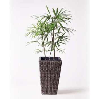 観葉植物 シュロチク 棕櫚竹 8号 ウィッカーポット スクエアロング Ot 茶 付き Hitohana ひとはな 観葉植物シュロチク 棕櫚竹 通販モノタロウ Syurotiku 45