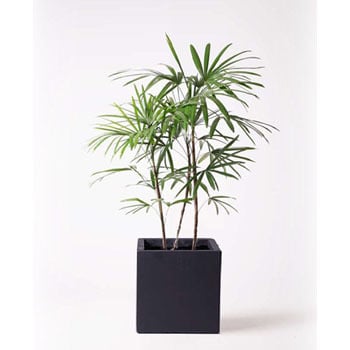 Syurotiku 47 観葉植物 シュロチク 棕櫚竹 8号 ベータ キューブプランター 黒 付き 1鉢 Hitohana ひとはな 通販サイトmonotaro