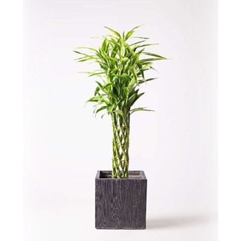 Dracaena Million Bamboo 40 観葉植物 ドラセナ ミリオンバンブー 幸運の竹 8号 ベータ キューブプランター ウッド 茶 付き 1鉢 Hitohana ひとはな 通販サイトmonotaro