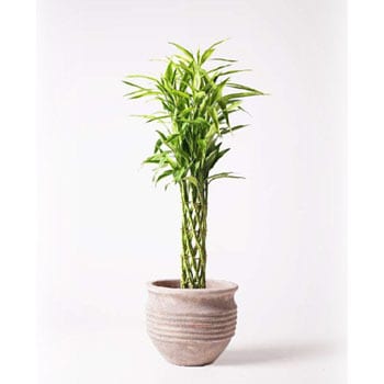 dracaena-million-bamboo-43 観葉植物 ドラセナ ミリオンバンブー(幸運 ...
