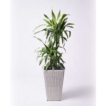 Dracaena Warneckii 45 観葉植物 ドラセナ ワーネッキー レモンライム 8号 ウィッカーポット スクエアロング Ot 白 付き 贈答用 名入れ 1鉢 Hitohana ひとはな 通販サイトmonotaro