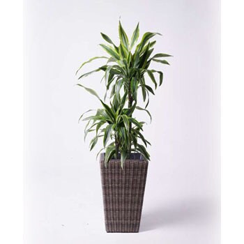 dracaena-warneckii-47 観葉植物 ドラセナ ワーネッキー レモンライム 8号 ウィッカーポット スクエアロング OT 茶 付き  1鉢 HitoHana(ひとはな) 【通販モノタロウ】