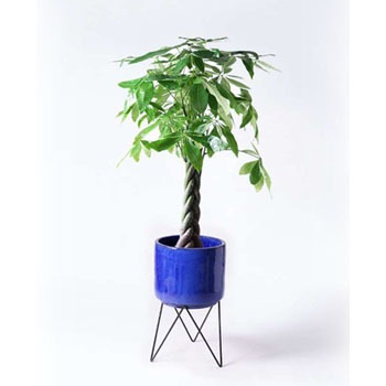 ぱきらページ 観葉植物 パキラ 7号 ねじり セメント トラフポット 付き | 観葉