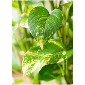 Pothos 54 観葉植物 ポトス 8号 テラアストラ カペラキュビ 赤茶色 付き 贈答用 名入れ 1鉢 Hitohana ひとはな 通販サイトmonotaro