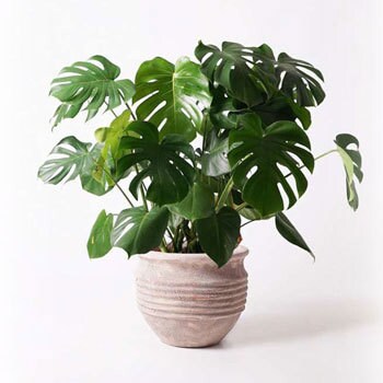 Monstera 68 観葉植物 モンステラ 8号 ボサ造り テラアストラ リゲル 赤茶色 付き 1鉢 Hitohana ひとはな 通販サイトmonotaro