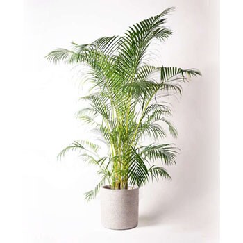 Dypsis Lutescens 60 観葉植物 アレカヤシ 10号 サンディ シリンダー 白 付き 1鉢 Hitohana ひとはな 通販サイトmonotaro