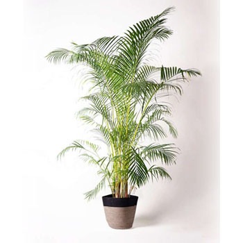 観葉植物 アレカヤシ 10号 リブバスケットNatural and Black 付き 【贈答用 名入れ】 HitoHana(ひとはな)