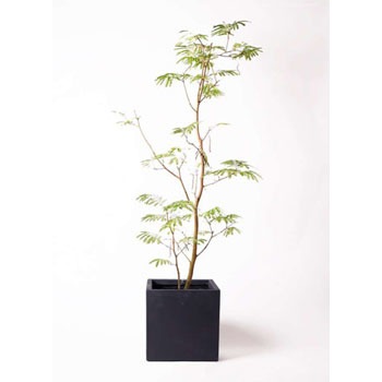 everfresh-101 観葉植物 エバーフレッシュ 10号 ボサ造り ベータ