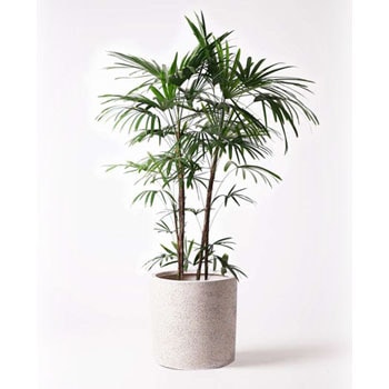 観葉植物 シュロチク 棕櫚竹 10号 サンディ シリンダー 白 付き Hitohana ひとはな 観葉植物シュロチク 棕櫚竹 通販モノタロウ Syurotiku 53