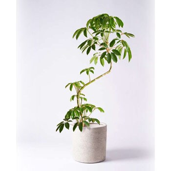 ツピダンサス 102101 販売・通販 *tree tree*