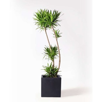 ドラセナ ナビー ファイバー鉢 お皿付き Amazon｜おしゃれ 観葉植物：ドラセナ ナビー 鉢植え* 受皿付