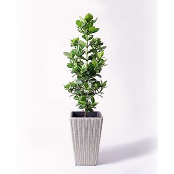 観葉植物 クルシア ロゼア プリンセス 8号 ウィッカーポット スクエアロング OT 白 付き HitoHana(ひとはな)