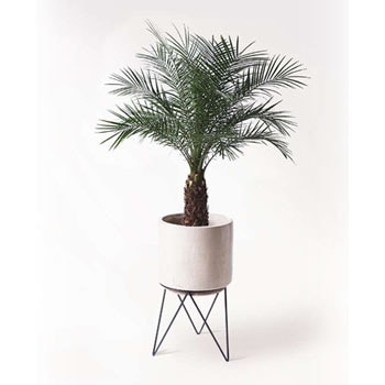 phoenix-roebelenii-33 観葉植物 フェニックスロベレニー 8号 ビトロ