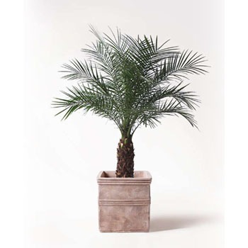 フェニックスロベレニー（35） フェニックスロベレニー（35）