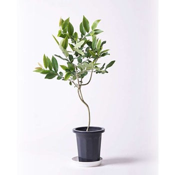 Amazon Olive 1 観葉植物 アマゾンオリーブ ムラサキフトモモ 8号 プラスチック鉢 贈答用 名入れ 1鉢 Hitohana ひとはな 通販サイトmonotaro