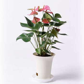 Anthurium 26 観葉植物 アンスリウム 6号 ピンクチャンピオン プラスチック鉢 1鉢 Hitohana ひとはな 通販サイトmonotaro