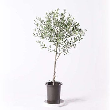 観葉植物 オリーブの木 6号 創樹 プラスチック鉢 HitoHana(ひとはな) 観葉植物オリーブの木 【通販モノタロウ】 olive-218