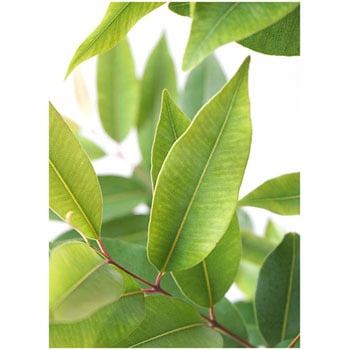 Amazon Olive 46 観葉植物 アマゾンオリーブ ムラサキフトモモ 8号 ジュピター 黒 付き 1鉢 Hitohana ひとはな 通販サイトmonotaro