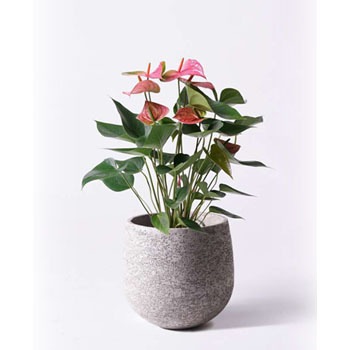 Anthurium 30 観葉植物 アンスリウム 6号 ピンクチャンピオン エコストーンgray 付き 1鉢 Hitohana ひとはな 通販サイトmonotaro