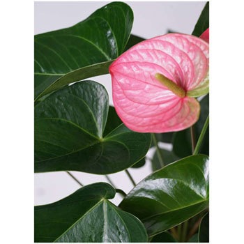Anthurium 30 観葉植物 アンスリウム 6号 ピンクチャンピオン エコストーンgray 付き 1鉢 Hitohana ひとはな 通販サイトmonotaro