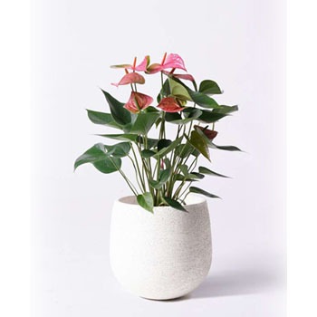 Anthurium 31 観葉植物 アンスリウム 6号 ピンクチャンピオン エコストーンwhite 付き 贈答用 名入れ 1鉢 Hitohana ひとはな 通販サイトmonotaro