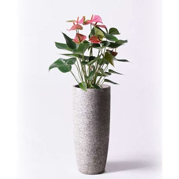 anthurium-32 観葉植物 アンスリウム 6号 ピンクチャンピオン エコ 