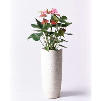 Anthurium 33 観葉植物 アンスリウム 6号 ピンクチャンピオン エコストーントールタイプ White 付き 1鉢 Hitohana ひとはな 通販サイトmonotaro