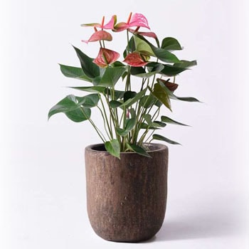 観葉植物 アンスリウム 6号 ピンクチャンピオン ビトロ ウーヌム コッパー釉 付き 贈答用 名入れ Hitohana ひとはな 贈答用 生花 観葉植物アンスリウム 通販モノタロウ Anthurium 35
