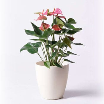 Anthurium 36 観葉植物 アンスリウム 6号 ピンクチャンピオン ラスターポット 付き 1鉢 Hitohana ひとはな 通販サイトmonotaro