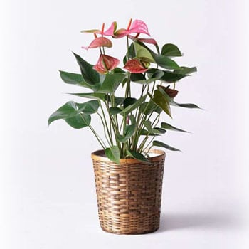Anthurium 37 観葉植物 アンスリウム 6号 ピンクチャンピオン 竹バスケット 付き 1鉢 Hitohana ひとはな 通販サイトmonotaro