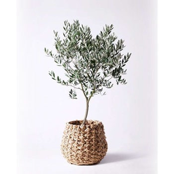 Olive 151 観葉植物 オリーブの木 8号 創樹 ラッシュバスケット Natural 付き 1鉢 Hitohana ひとはな 通販サイトmonotaro