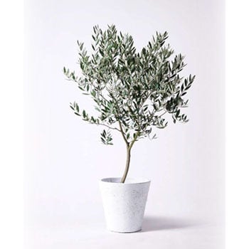 Olive 166 観葉植物 オリーブの木 8号 創樹 フォリオソリッド 白 付き 贈答用 名入れ 1鉢 Hitohana ひとはな 通販サイトmonotaro