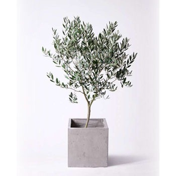 olive-173 観葉植物 オリーブの木 8号 創樹 コンカー キューブ 灰 付き