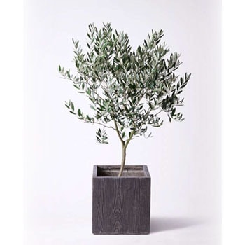 Olive 175 観葉植物 オリーブの木 8号 創樹 ベータ キューブプランター ウッド 茶 付き 1鉢 Hitohana ひとはな 通販サイトmonotaro