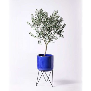 olive-177 観葉植物 オリーブの木 8号 創樹 ビトロ エンデカ 鉢カバー 