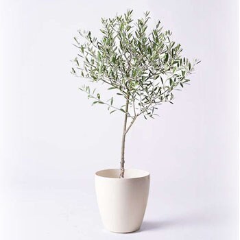 Olive 228 観葉植物 オリーブの木 6号 創樹 ラスターポット 付き 1鉢 Hitohana ひとはな 通販サイトmonotaro