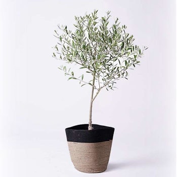 観葉植物 オリーブの木 6号 創樹 リブバスケットnatural And Black 付き Hitohana ひとはな 観葉植物オリーブの木 通販モノタロウ Olive 230