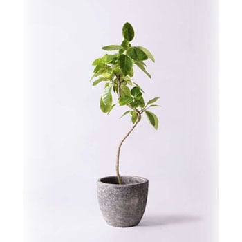 Ficus Altissima 84 観葉植物 フィカス アルテシーマ 8号 曲り アビスソニアミドル 灰 付き 1鉢 Hitohana ひとはな 通販サイトmonotaro