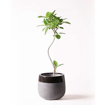 Ficus Altissima 96 観葉植物 フィカス アルテシーマ 8号 曲り ファイバーストーンタウルス 黒 付き 1鉢 Hitohana ひとはな 通販サイトmonotaro