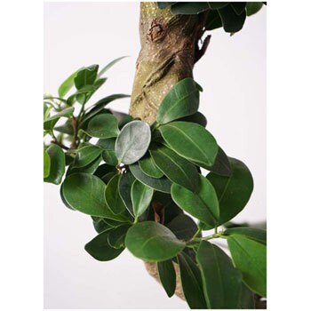 chinese-banyan-63 観葉植物 ガジュマル 8号 曲り プラスチック