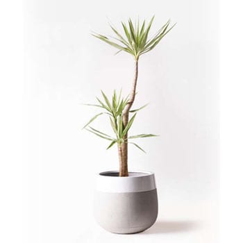 yucca-128 観葉植物 ユッカ 10号 斑入り ファイバーストーン