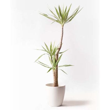 yucca-130 観葉植物 ユッカ 10号 斑入り ラスターポット 付き 1鉢 HitoHana(ひとはな) 【通販モノタロウ】