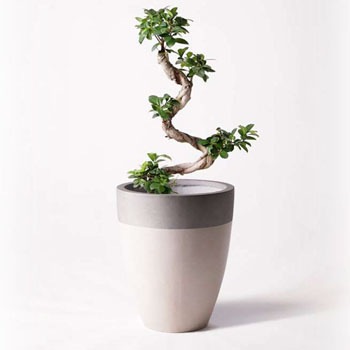 ガジュマル様 ガジュマル 上作株【27】 | PROTOLEAF プロトリーフ