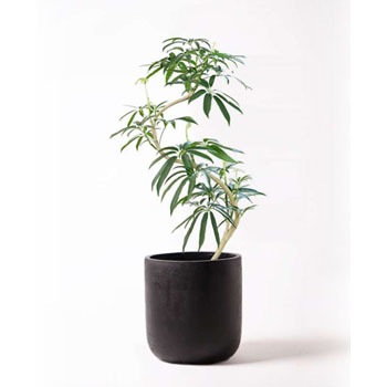 angustifolia-109 観葉植物 シェフレラ アンガスティフォリア 8号 曲り